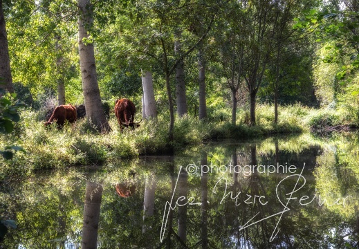 Photographie France-Marais Poitevin 2021 Jean-Marc Steiner