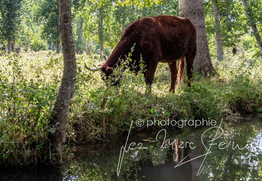 Photographie France-Marais Poitevin 2021 Jean-Marc Steiner