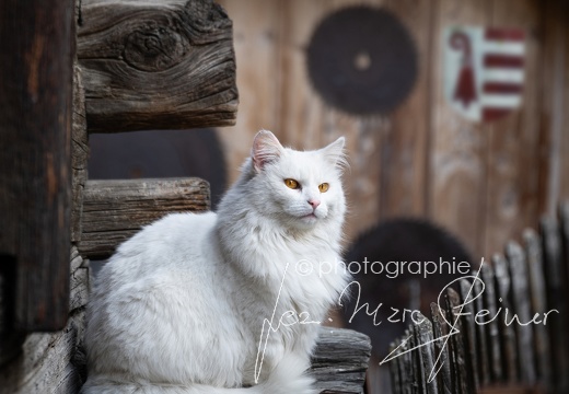 TER 3191-chat-blanc-ecusson-ret-fb