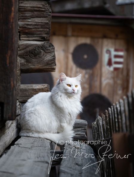 TER_3191-chat-blanc-ecusson-ret-fb.jpg