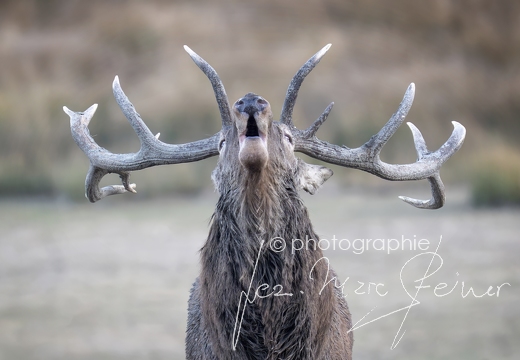 Sainte-Croix (Cerfs...)